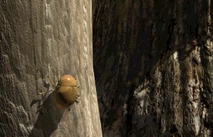 Beetle on the post easter egg